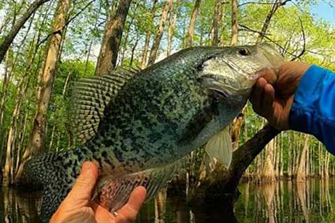 Catch loads of Crappie fishing with a beetle spin and live minnow