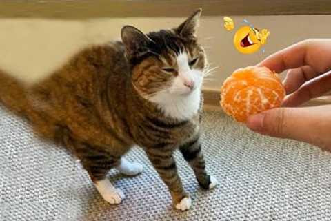 😂 LAUGH Non-Stop With These Funny Cats 😹 - Funniest Cats Expression Video 😇 - Funny Cats Life