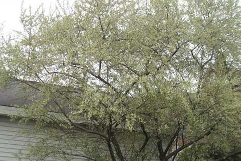 Why You Shouldn’t Plant a Russian Olive in Your Yard