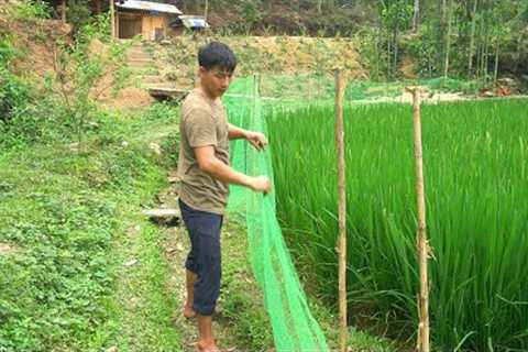 Mountain youth named DAU builds a green life. Build a fence to protect rice fields.