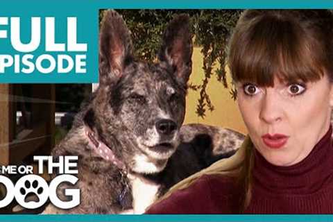Dog's Loud Barking Sends Owners To Court | Full Episode USA