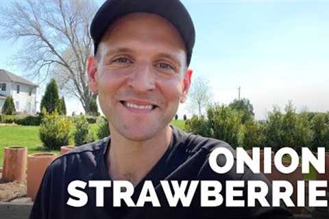 Planting Strawberries, Onions + Radish in the Raised Garden Beds | Gardening with Wyse Guide