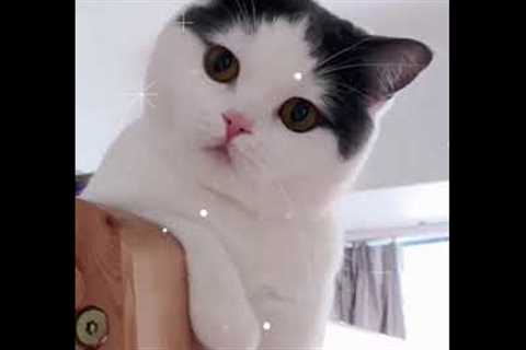 Cute Baby Cat Lovely Funny Video Compilation #9 CuteCatsAndDogs92