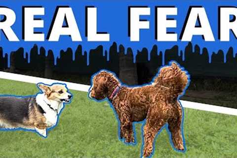 “My dog is so fearful it’s sad, help me Joel!” How to make meaningful improvements with fear.
