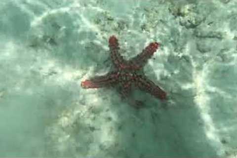 SCUBA DIVING ZANZIBAR | Absolute Africa