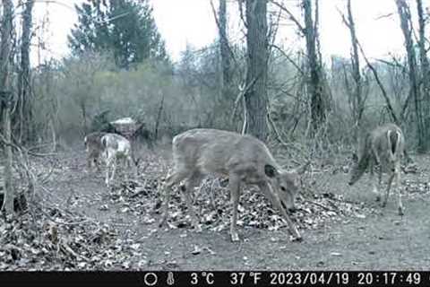 checking the food plot and trail camera's. is that a half albino doe? or something wrong with her?