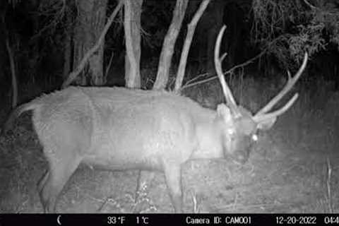 Funny and strange Sambar deer caught on trail camera