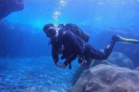 Recreational Scuba Diving 🤿 Espiritu de Buceo Tenerife
