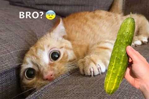 Funny Animals Video - Best Cats😹 and Dogs🐶 Videos of the Week 2022!