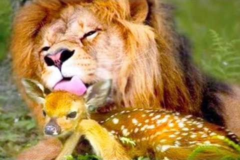 20 Unbelievable Unlikely Animal Friendships