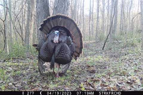The Best Trail Camera Videos, April 24th 2023 Edition.    #trailcamology #trailcam #trailcamvideos