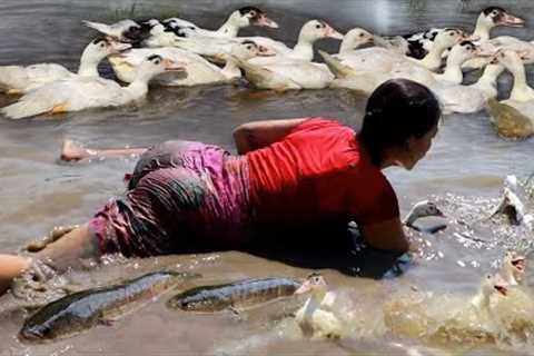Catching many duck and fish for food of survival- Roasted duck spicy chili +3cooking food in forest