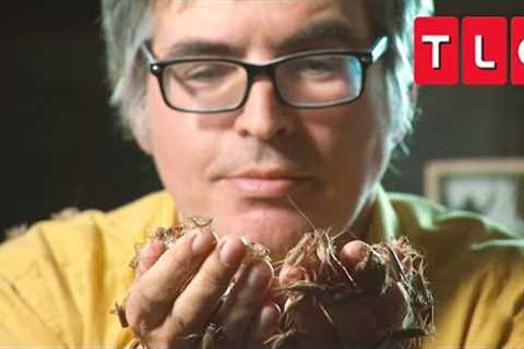 This Man Loves To Eat Bugs! | My Crazy Obsession | TLC
