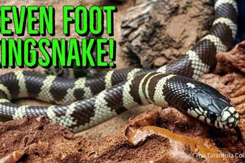 MASSIVE 7ft Kingsnake Found in California! #shorts
