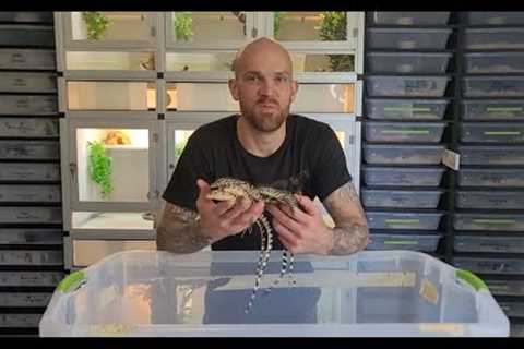 Baby Asian Water Monitors Update!!
