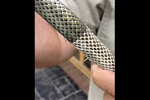 Who Knew Snakes Could Be Satisfying? 🤩🐍