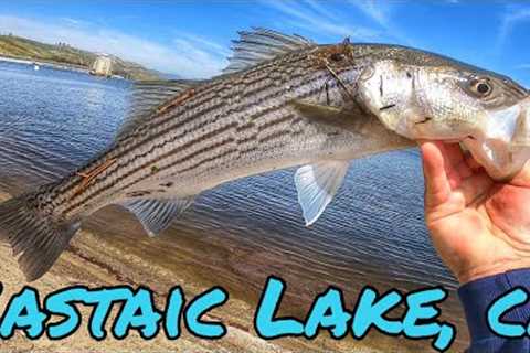 🔥WIDE OPEN STRIPER BITE🔥 FISHING CASTAIC LAKE CA | SPRING APRIL 2023 | CUT BAIT &amp; UL GEAR..