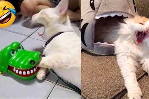 Funniest Cats Videos That Will Make You Laugh 😂 Best Funny Cats Videos Of 2023 😅😹