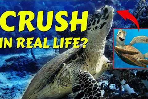 How Many Dives Did It Take To Find Crush? (Scuba Expedition Trip)