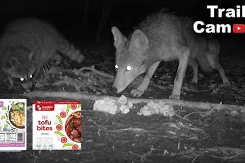 Tofu Left In The Woods! [Trail Camera] - Wildlife React!
