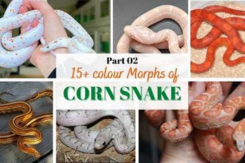 15+ Rare Colour Morphs of Corn Snake - Part  2