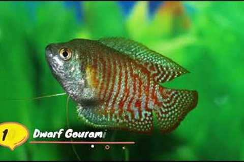 TOP Peaceful Community Fish for Your Freshwater Aquarium