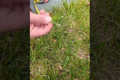 Spring Lawn Care: Mowing Tips to Prevent Crabgrass Weeds &amp; Diseases