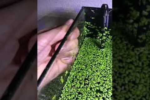 Why don’t I Clean my Fish Tank?