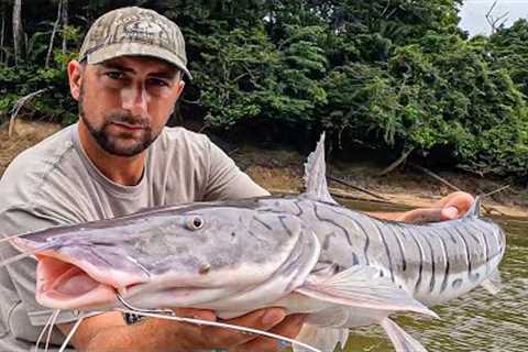 These Tiger Catfish would CRUSH a Flathead! {Catch Clean Cook} Amazon Tiger Cat