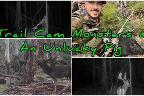 NSW State Forest Hunting || Trail Camera Monsters &amp; An Unlucky Pig { Fallow Deer Rut }