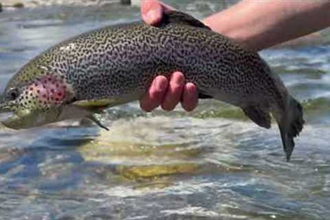 Urban Fly Fishing (NONSTOP ACTION)