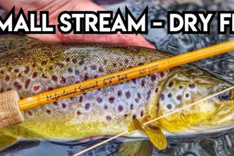 Dry Fly Fishing For Wild Brown Trout In A Small Stream