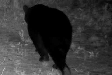 Turkeys, a BEAR, woodpecker, &amp; lots more!