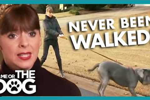 Mastiff Hasn't Been Walked in YEARS! | It's Me or The Dog