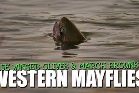 Fly Fishing Spring Western Hatches - 4 Days Blue-Winged Olives and March Brown Mayflies
