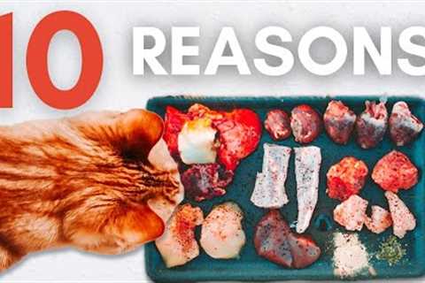 10 Reasons Why Your Cat Should Eat Raw Food