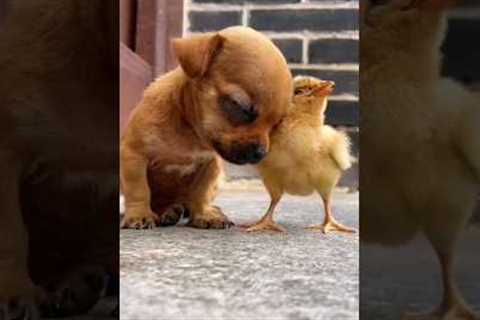 The Power of Unlikely Friendships #DogAndDuckLove #CelebratingDifferences  #InspiringFriendship