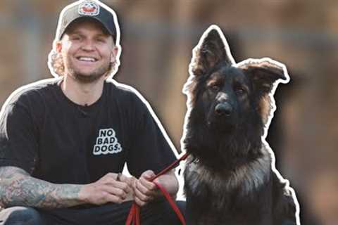 Your German Shepherd Training Blueprint!