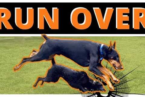 Why Prince Steamrolling this Dog may be the Best Thing for it - Nature is Undefeated!