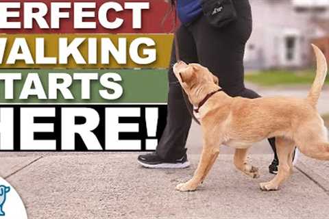 The MOST Important 20 ft. In Your Leash Walking Training!