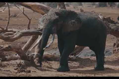 Unbelievable Animal Friendships You Won't Believe | Heartwarming Bond Between Different Species 2023