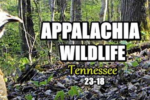 Appalachia Wildlife Video 23-18 from Trail Cameras in the Foothills of the Great Smoky Mountains