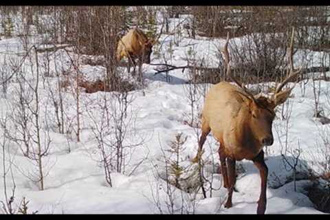 Trail Camera Video – April 30, 2023