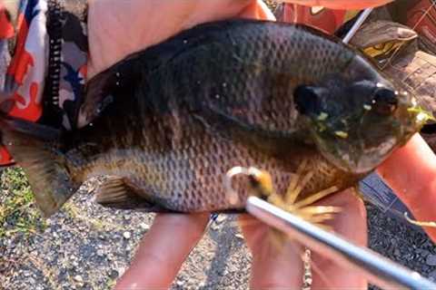 Back To The Fly, Fishing For Bluegill