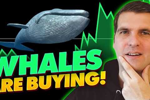 TOP ALTCOIN'S THE WHALES ARE BUYING RIGHT NOW! #Crypto #btc
