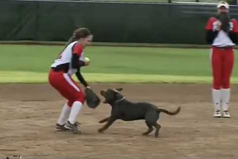 Most Unexpected Animal Interference Moments in Sports | Funny Invasions &amp; Interruption