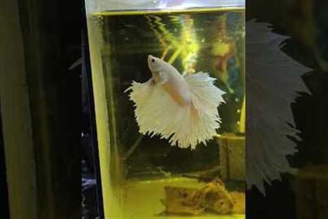 How To Keep Betta Fish Active?