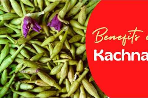 Uses and Benefits of Kachnar Nutritional Value  - Benefits of Bauhinia - Benefits of Mountain ebony