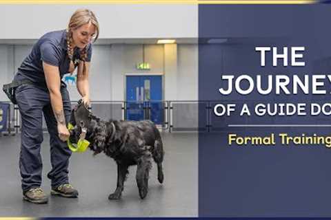 The Journey of a Guide Dog | Formal Training | Episode 5