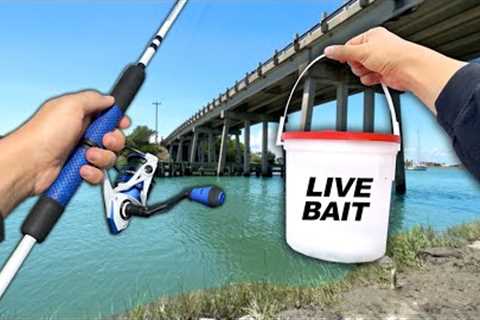 You're NOT Supposed to Eat this Fish.. but I did (Catch and Cook) Bridge Fishing